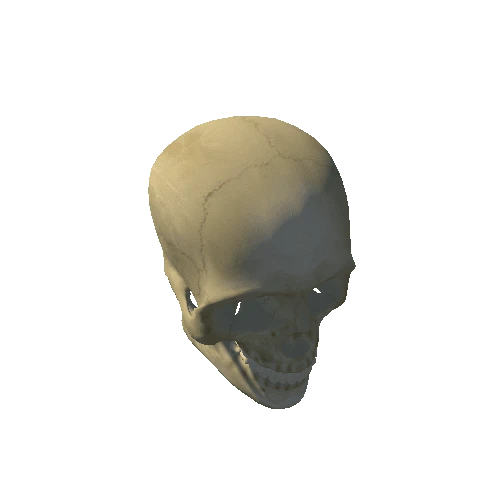 human skull R high prefab